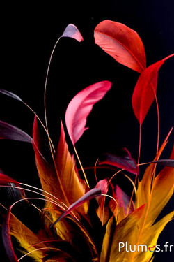 Gallo frusta Body Split - 23-28 cm - nero-rosso-marrone-giallo